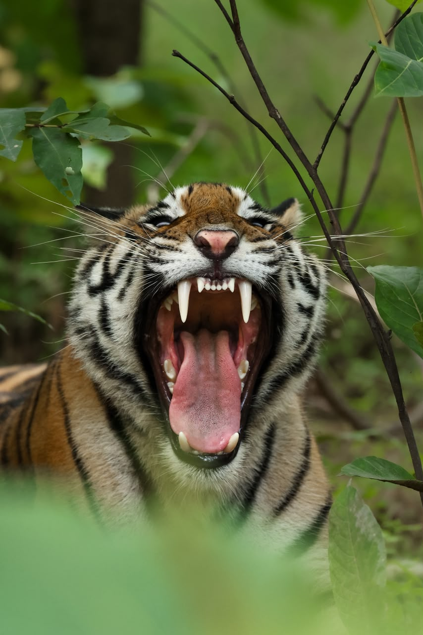 Bandhavgarh National Park