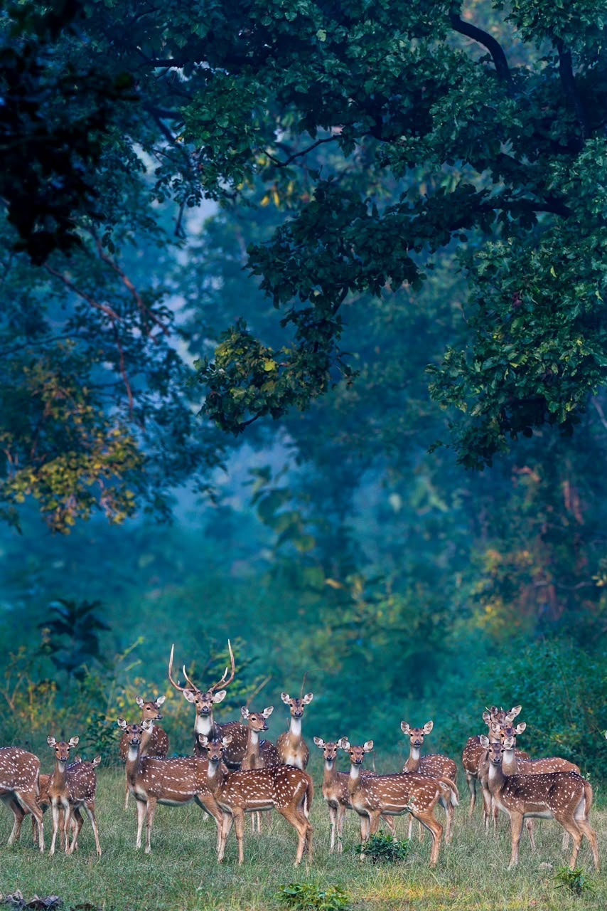 Pench forest at dawn