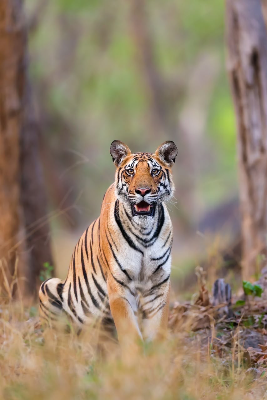 Kanha National Park