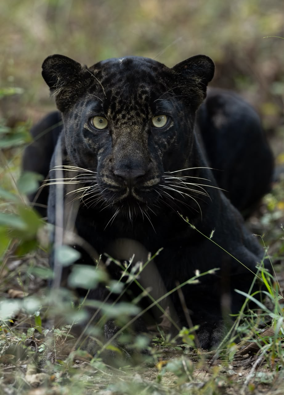 Pench Tiger Reserve