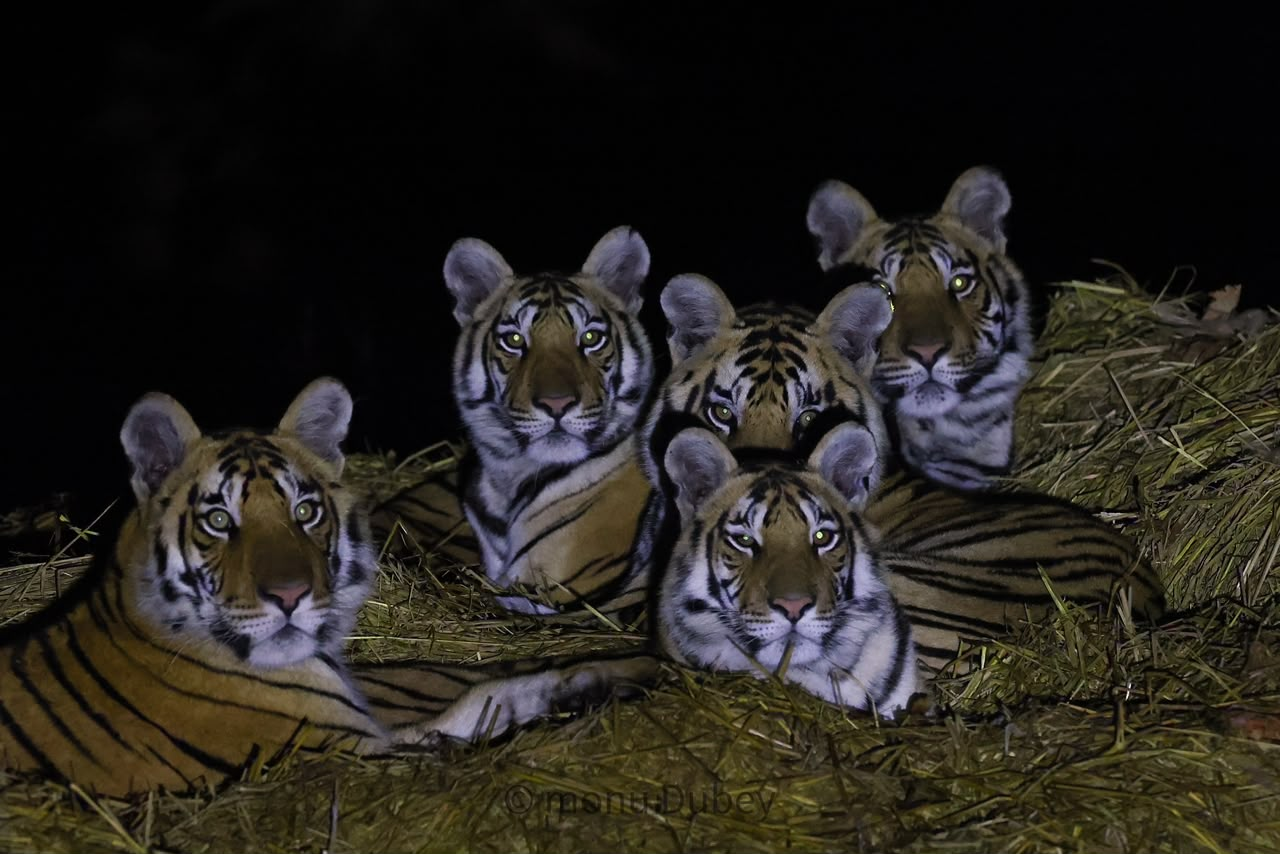 Safari drive at dawn